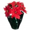 Cheapest 💯 Red Potted Poinsettia with Green Foil by Ashland® ⭐ -Christmas Shop 10676022 1