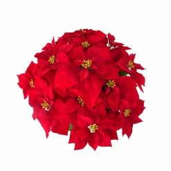 Brand new ❤️ 24" Deluxe Potted Red Poinsettia by Ashland® ⭐ -Christmas Shop 10700083 2