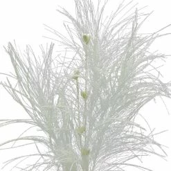 Top 10 🔔 Assorted Pampas Grass & Pip Pick by Ashland® 🎄 Christmas 🌟 -Christmas Shop 10700101 3