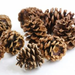 Discount 🥰 Cinnamon Scented Pinecones by Ashland® 🎁 -Christmas Shop 10701018 3