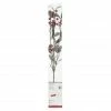 Best Sale β€οΈ Red Berries & Leaves Twig With 16 Lights by Ashland® π₯° 1 Best Sale β€οΈ Red Berries & Leaves Twig With 16 Lights by Ashland® π₯° -Christmas Shop 10702495 1