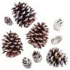 Promo ⭐ Snow Dusted Pinecones by Ashland® 🎁