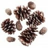 Deals 🧨 Brown & Gold Glitter Pinecones by Ashland® ❤️