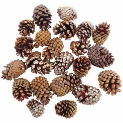 Best reviews of ✔️ Assorted Cinnamon Scented Pinecones by Ashland® 😍 -Christmas Shop 10703830 2